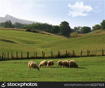 sheep herd in a green country field. sheep in a meadow