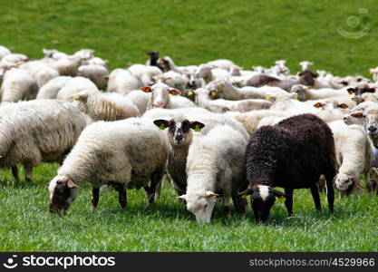 Sheep herd in a green meadow. Spring fields and meadows.