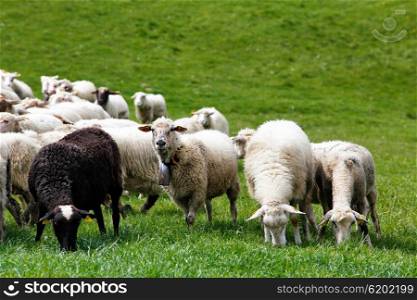 Sheep herd in a green meadow. Spring fields and meadows.