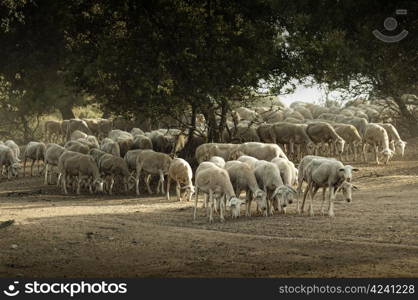 Sheep herd in mountain. Running sheeps in a farm