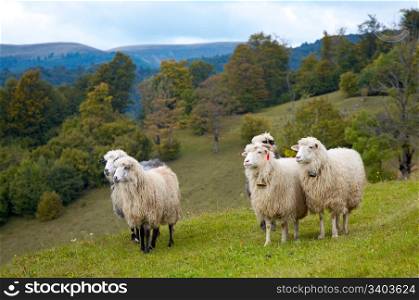 Sheep herd on mountain plateau pasture (Carpathian mountain, Ukraine).
