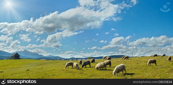 Sheep herd on mountain plateau pasture (Carpathian mountain, Ukraine). In opposite sunlight direction.