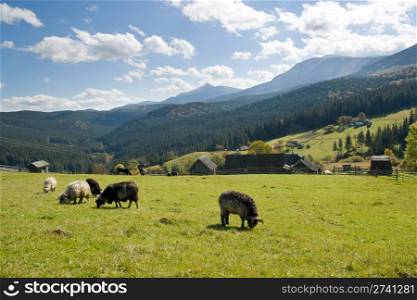 Sheep herd on mountain plateau pasture near village (Carpathian mountain, Ukraine).