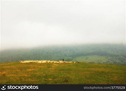Sheep herding at a pasture, flock of sheep grazing on the hill
