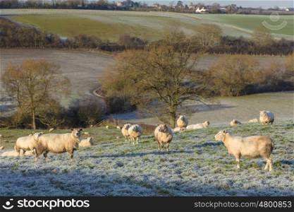 Sheep in a cold frosty winter farm field set in the English or British countryside
