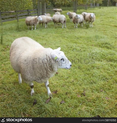 sheep in an orchard on the estate of Oostbroek in the netherlands near utrecht