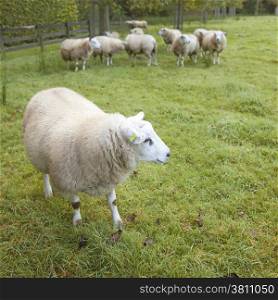 sheep in an orchard on the estate of Oostbroek in the netherlands near utrecht