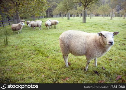 sheep in an orchard on the estate of Oostbroek in the netherlands near utrecht