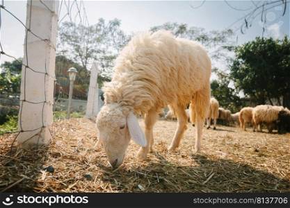 Sheep in  countryside farm 