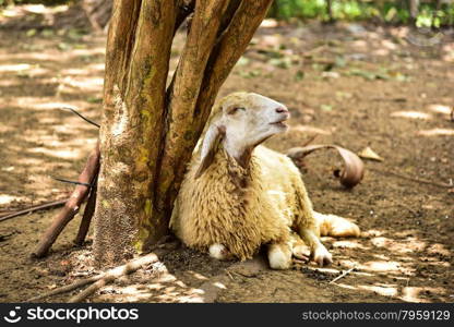 Sheep in farm