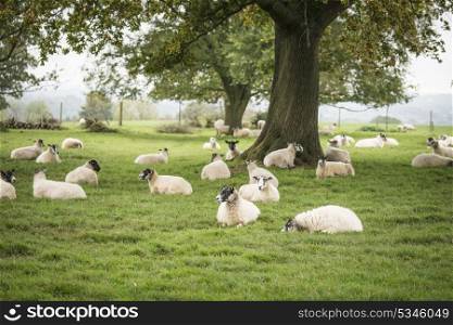 Sheep in farm field landscape in Autumn Fall