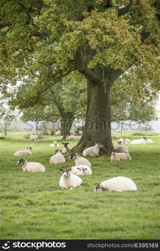Sheep in farm field landscape in Autumn Fall