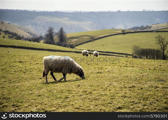 Sheep in farm landscape on sunny day in Peak District UK