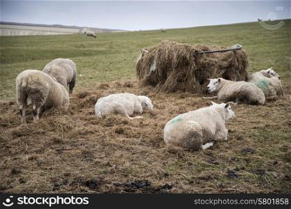 Sheep in farm landscape on sunny day in Peak District UK