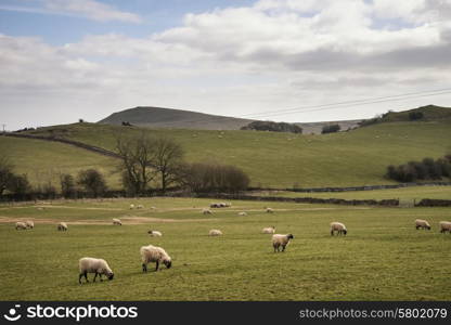 Sheep in farm landscape on sunny day in Peak District UK