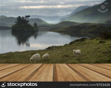 Sheep in field at sunrise landscape with mountains and lake in background. Beautiful sunrise reflected in calm Lakes landscape with wooden planks floor