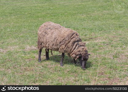 Sheep in field grazing the green grass. Sheep in field grazing the green grass.