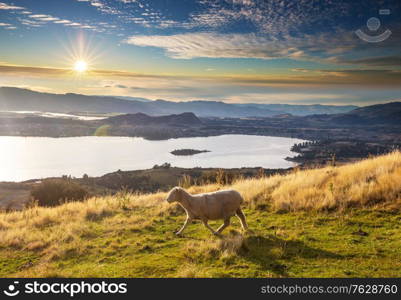 Sheep in green mountain meadow, rural scene in New Zealand