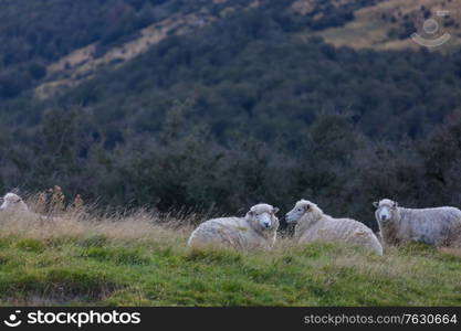 Sheep in green mountain meadow, rural scene in New Zealand