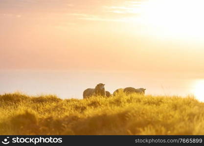 Sheep in green mountain meadow, rural scene in New Zealand