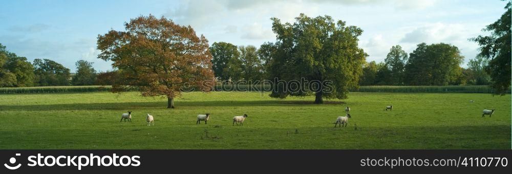 Sheep in Ladykirk, Berwickshire, Scotland