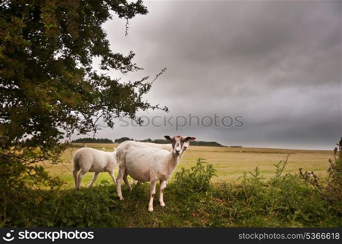 Sheep in landscape on stormy Summer day looking for cover from wind