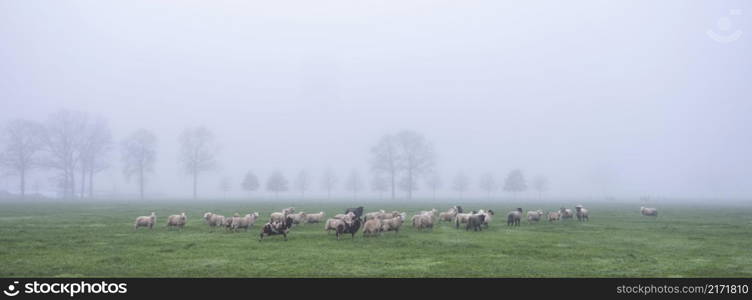 sheep in meadow near farm in dutch province of utrecht in holland on misty winter day