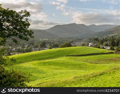 Sheep in meadows over Ambleside near Windermere in Lake District in evening