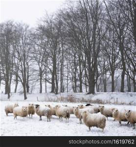sheep in snow covered meadow near doorn on utrechtse heuvelrug in the netherlanda