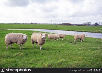 Sheep in the countryside from the Netherlands in spring