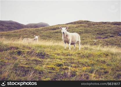 Sheep in the highlands of Scotland