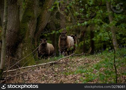 Sheep in the woods.