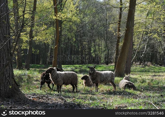 Sheep in the woods.