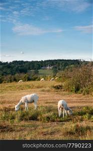 Sheep in vibrant Summer landscape in English countryside of Ashdown Forest