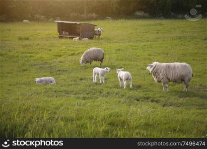 sheep in Volendam. Holland