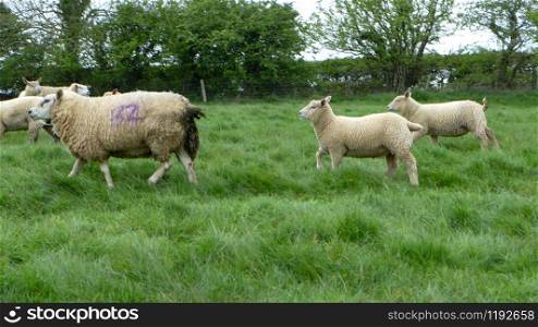Sheep in Wales with green grass background. UK