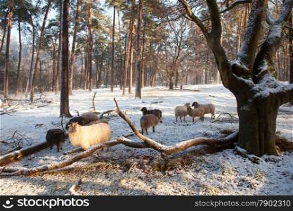 sheep in winter forest in the netherlands near Zeist on Heidestein