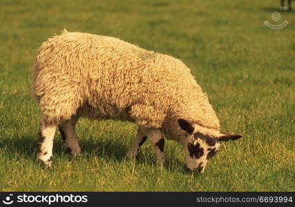 Sheep in Yorkshire