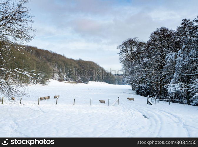 Sheep near Chirk in Wales with snow. Snow covered trees frame the old Chirk railway bridge and sheep in the valley. Sheep near Chirk in Wales with snow