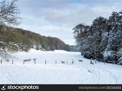 Sheep near Chirk in Wales with snow. Snow covered trees frame the old Chirk railway bridge and sheep in the valley. Sheep near Chirk in Wales with snow