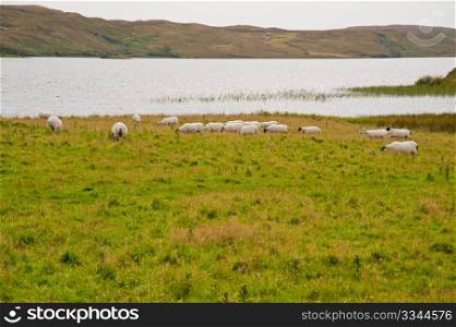 Sheep near Eilean Mor Loch Finlaggan