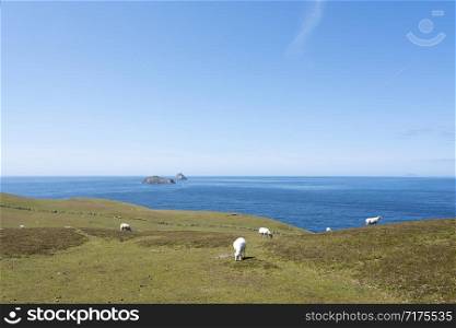 sheep on dursey island in western ireland with blue ocean and sky in the background