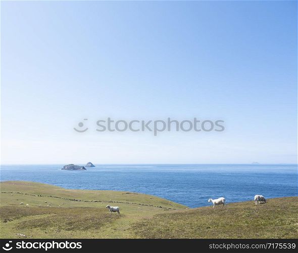 sheep on dursey island in western ireland with blue ocean and sky in the background