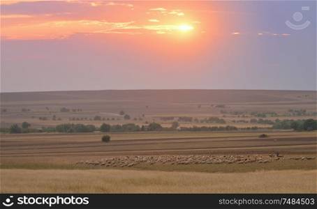 Sheep On Field In Warm Sunset Light