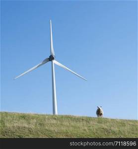 sheep on grassy dyke and wind turbine under blue sky in holland