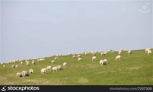 sheep on grassy dyke under blue sky in dutch province of friesland in the netherlands