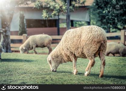 Sheep on green grass field in farm house in summer.