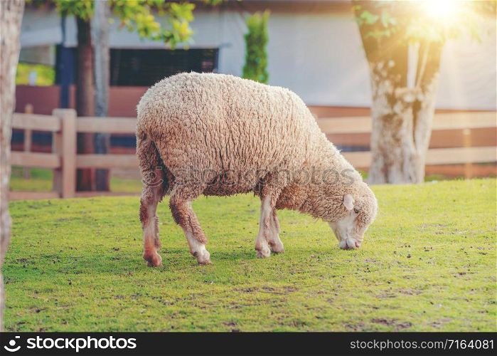 Sheep on green grass field in farm house in summer.