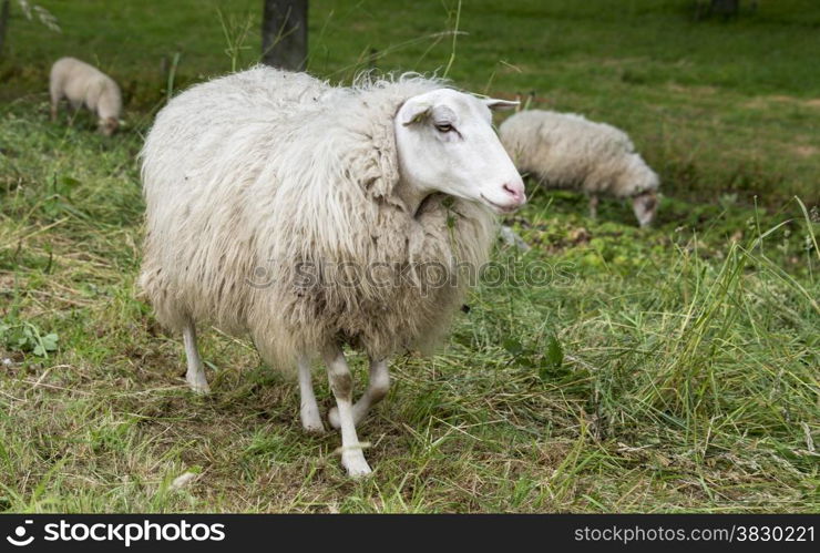 sheep on green grass in holland nature