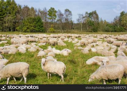 sheep on green grass. Sheeps in a meadow